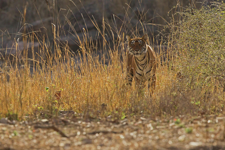 Tigress #1 Photograph by Jean-Luc Baron