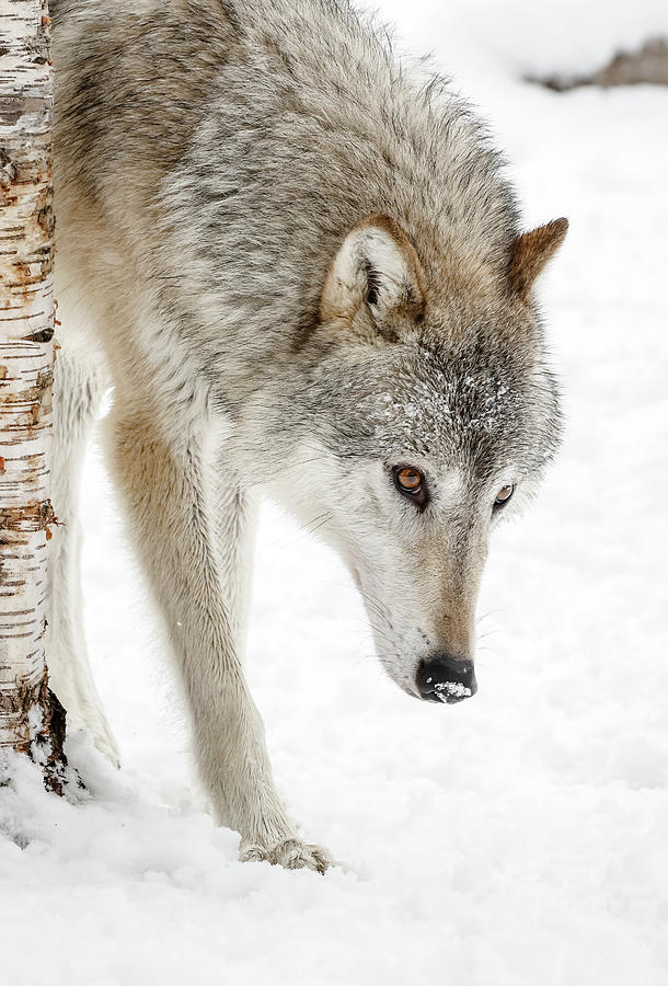 Timber Wolf #1 Photograph by Athena Mckinzie
