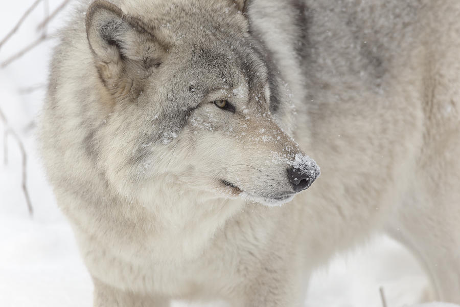 Timber wolf in winter #1 Photograph by Josef Pittner