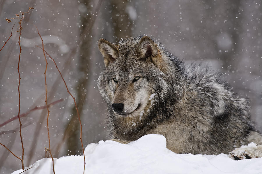 Timber Wolf In Winter Photograph by Michael Cummings