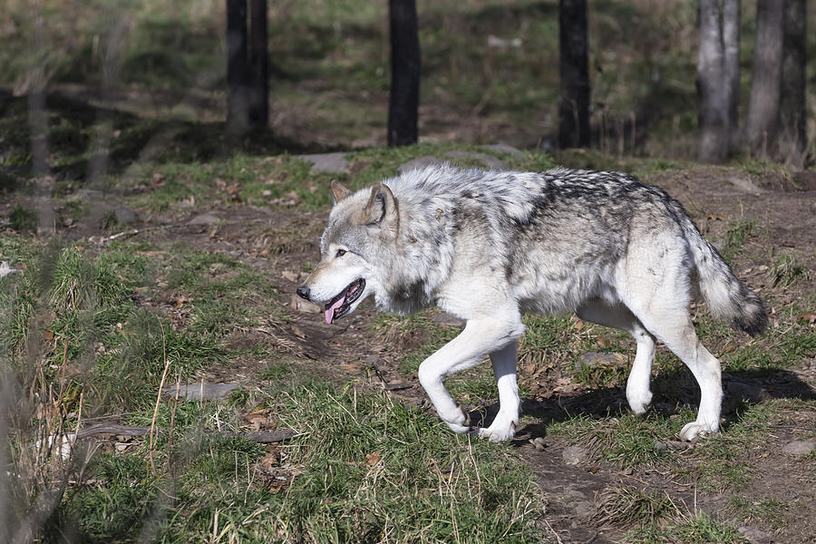 Timber Wolves #1 Photograph by Josef Pittner