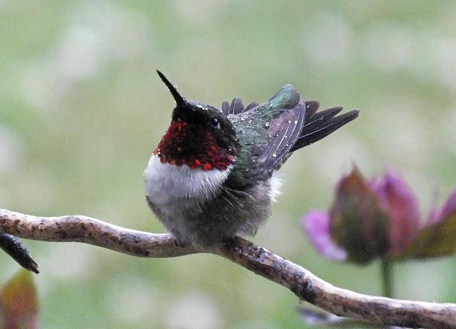 Time For A Shower - Ruby-throated Hummingbird Photograph