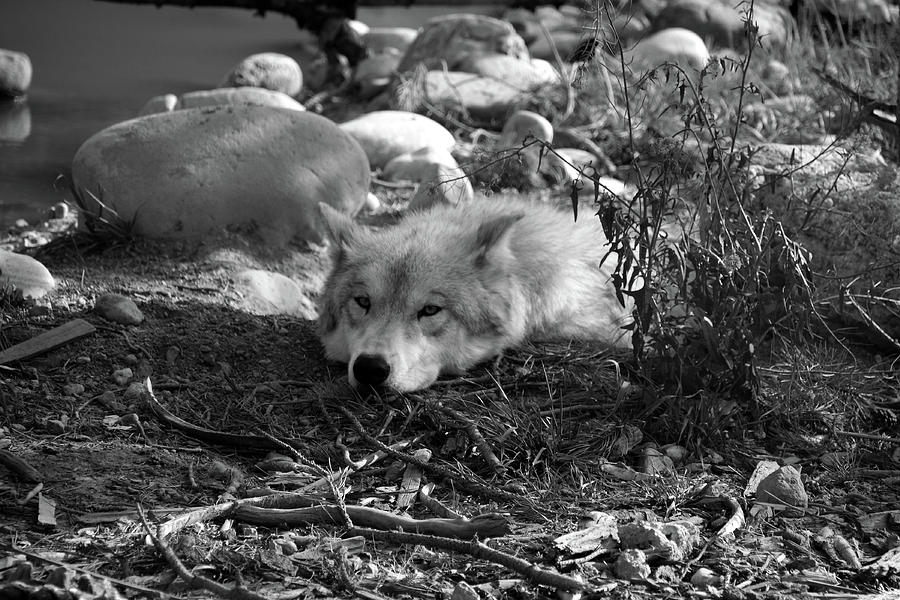 Time For A Snooze #1 Photograph by Aidan Moran