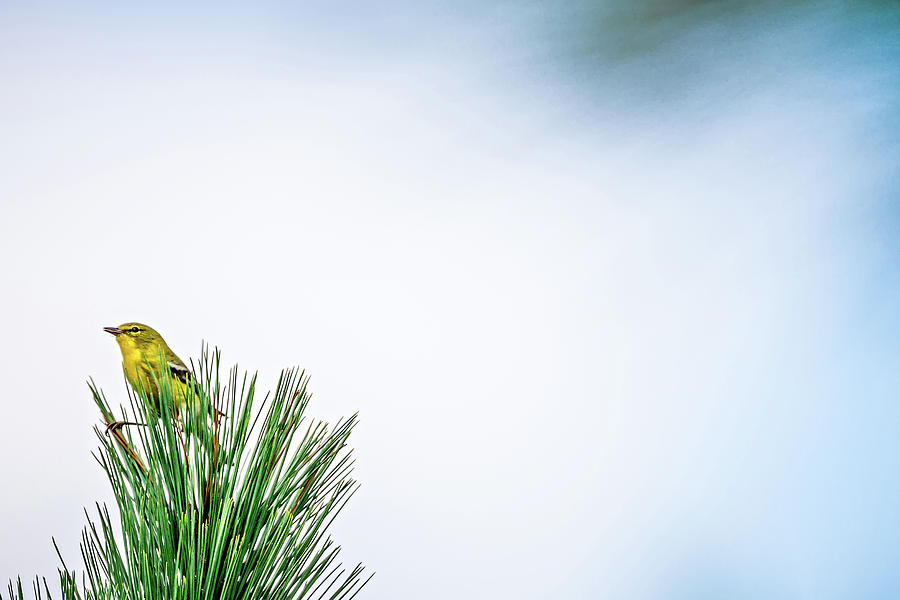Tiny Bird Perched On Top Of Evergreen Tree #1 Photograph by Alex Grichenko