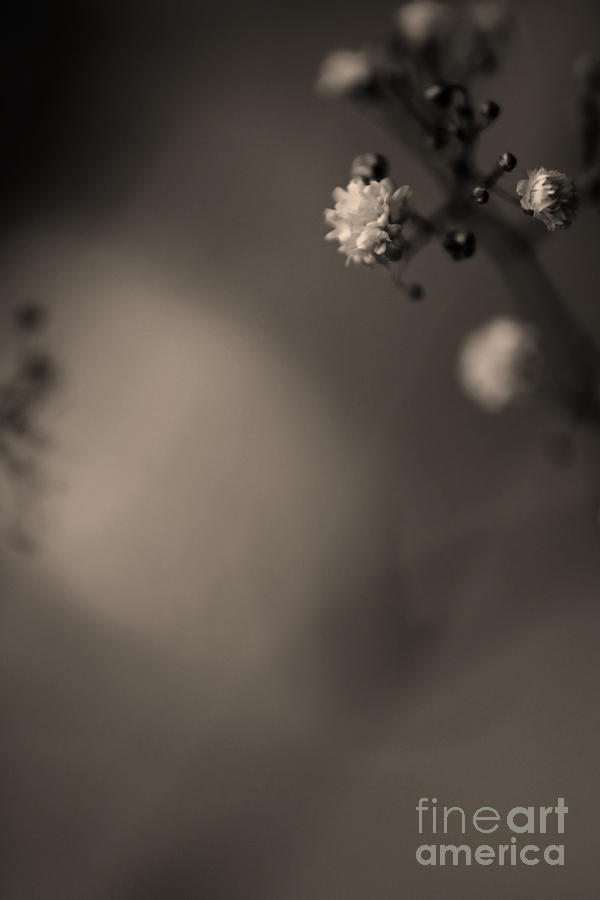 Tiny flower heads #3 Photograph by Clayton Bastiani