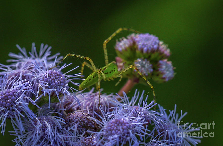 Tiny Green Spider #1 Photograph by Tom Claud