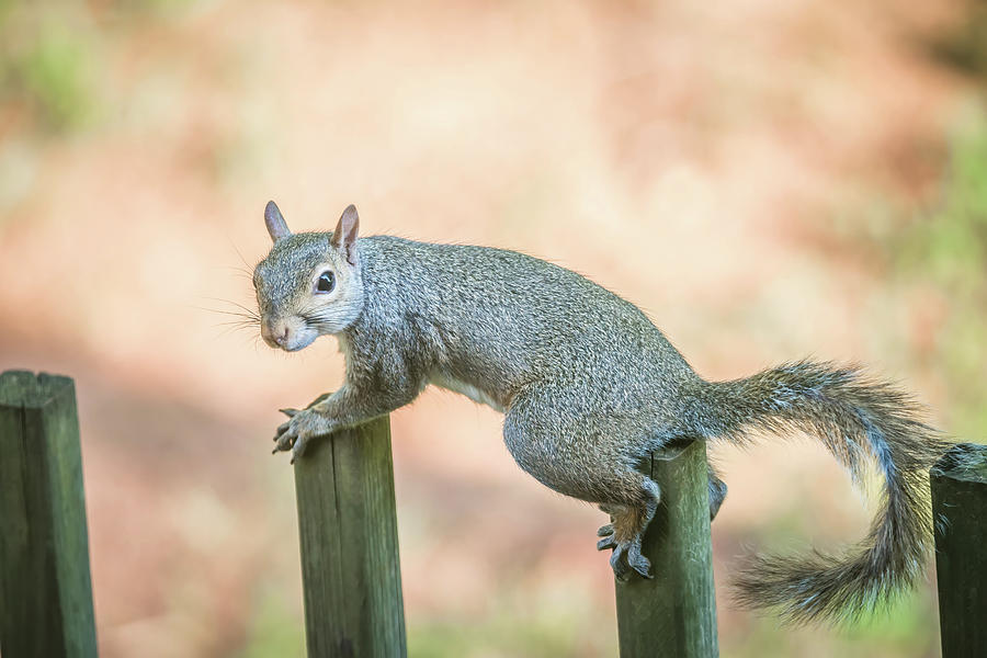Tiny Squirrel On A Fence #1 Photograph by Alex Grichenko
