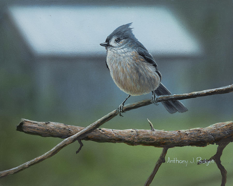 Titmouse #1 Painting by Anthony J Padgett