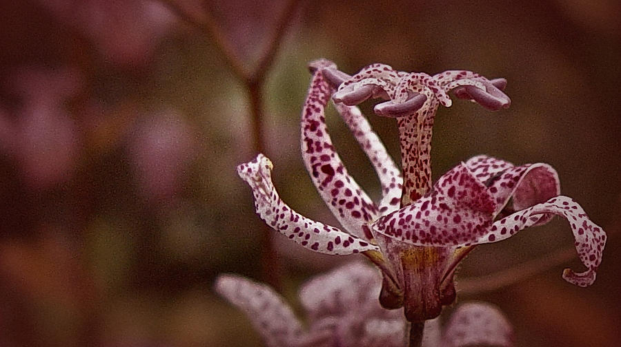 Toad Lily No. 2 Photograph by Richard Cummings