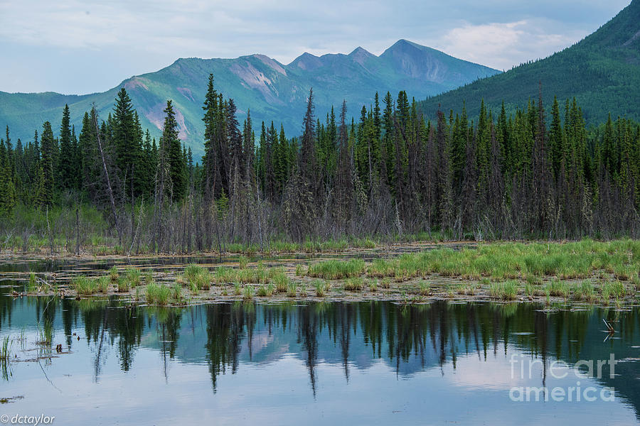 Toad River, BC, Canada Photograph by David Taylor Pixels