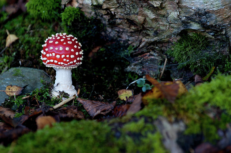 Toadstool in the Woods ii #1 Photograph by Helen Jackson