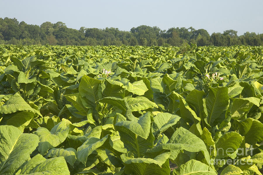 Tobacco Photograph - Tobacco Field #1 by Inga Spence