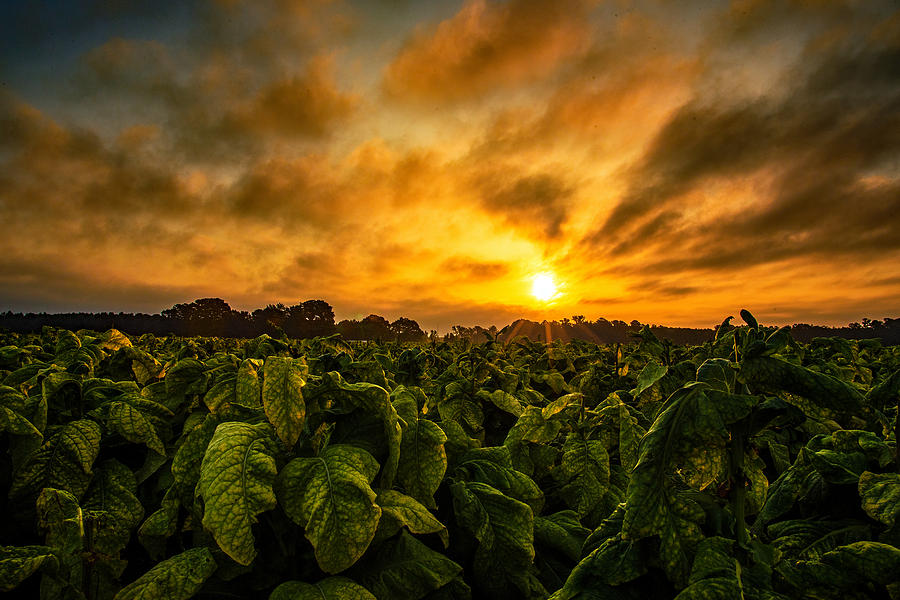 Tobacco Sunrise  #1 Photograph by John Harding