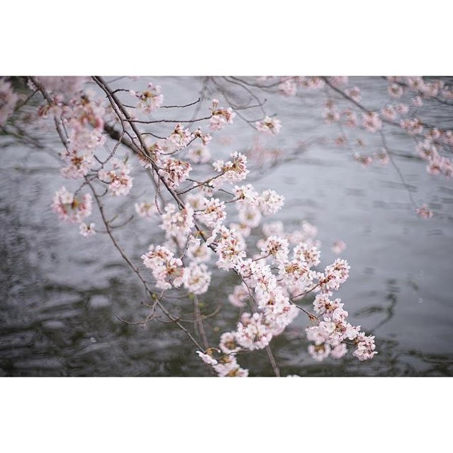 Spring Photograph - Todays Cherry Blossoms
#l4l #love #1 by Yuka Uemura