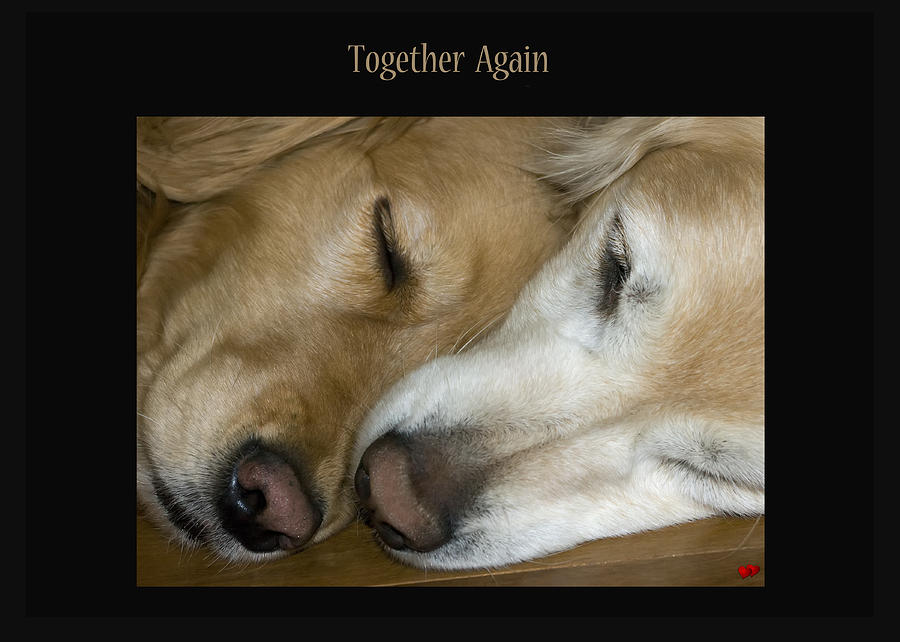 Together Again #1 Photograph by Rhonda McDougall