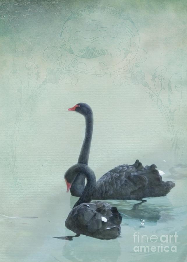Black swans Photograph by Cindy Garber Iverson