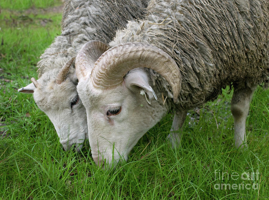 Sheep Photograph - Togetherness #1 by Warren Sarle