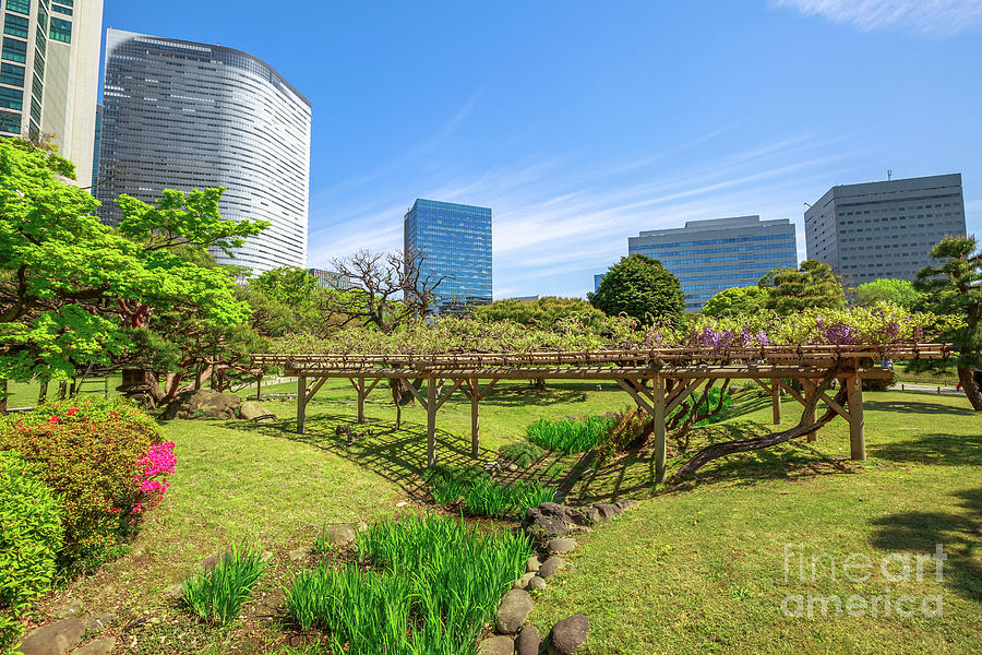 Tokyo sakura spring #1 Photograph by Benny Marty