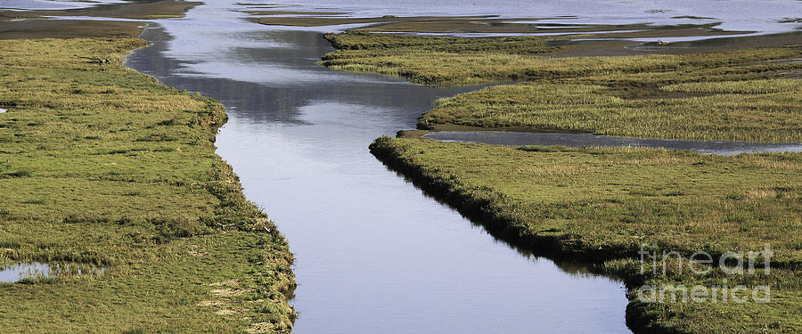 Tomales Marsh Photograph by Joyce Creswell