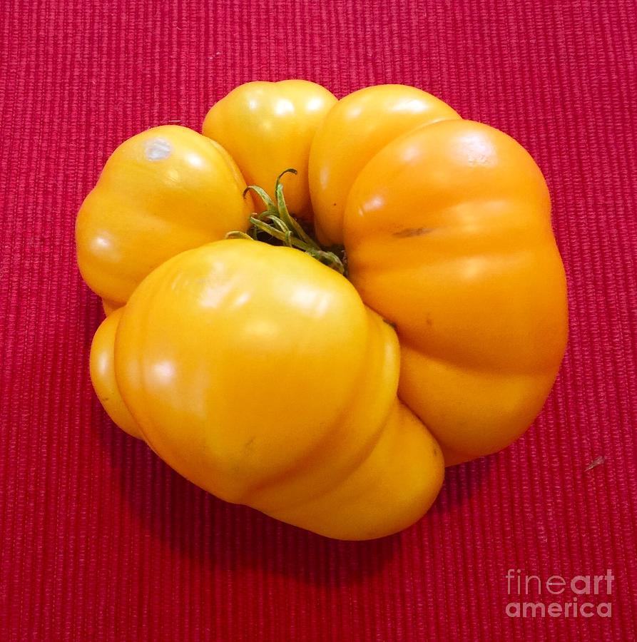 Tomatoe #1 Photograph by Suzanne Lorenz