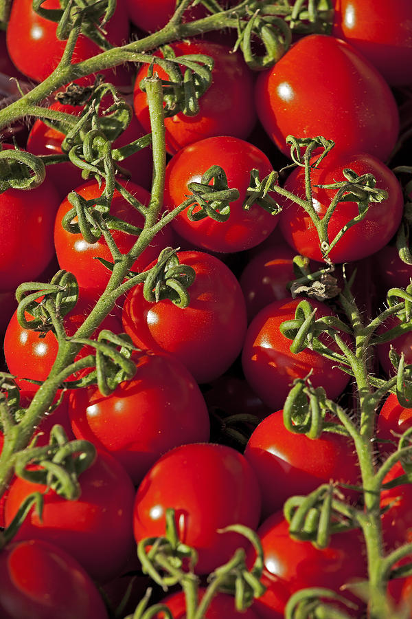 Tomatoes Photograph by Joana Kruse