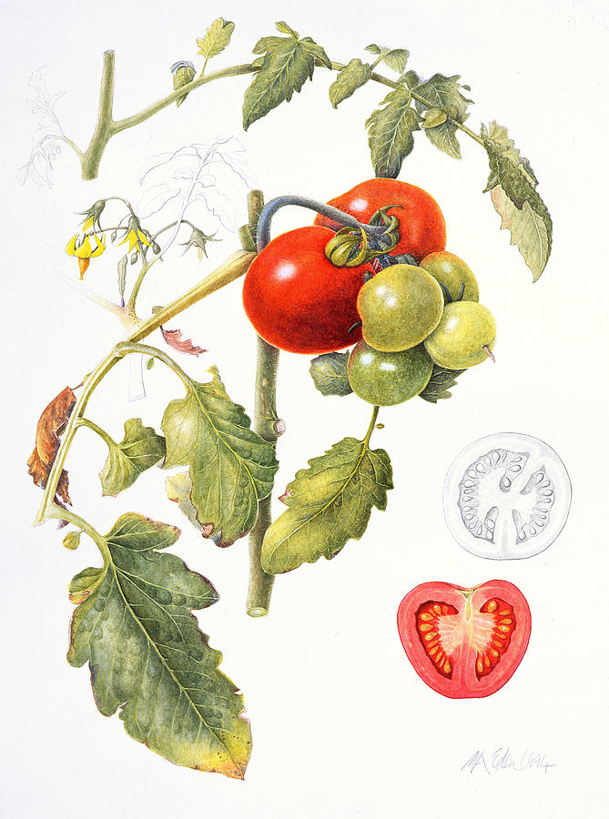 Tomato Painting - Tomatoes by Margaret Ann Eden