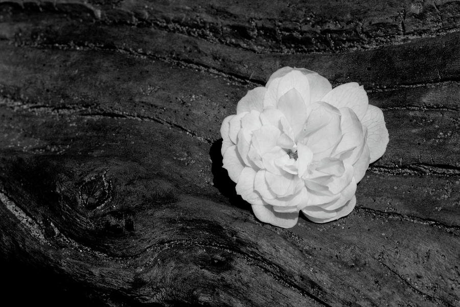 Tombstone Rose #1 Photograph by Ian Sanders