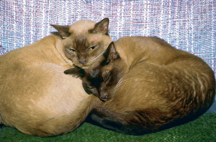 Tonkinese Pals #1 Photograph by Sally Weigand