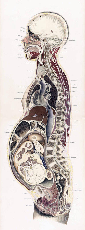 Topographisch-anatomischer, Braune, 1872 #1 Photograph by Science Source