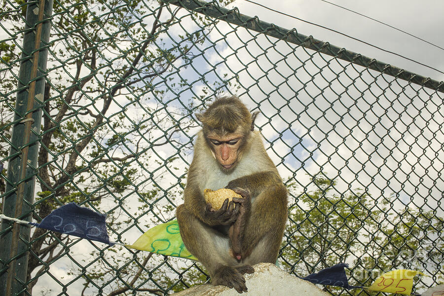 Toque macaque with coconut Photograph by Patricia Hofmeester