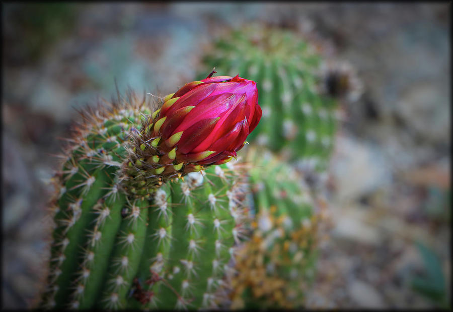 Torch Cacti #1 Photograph by Elaine Malott