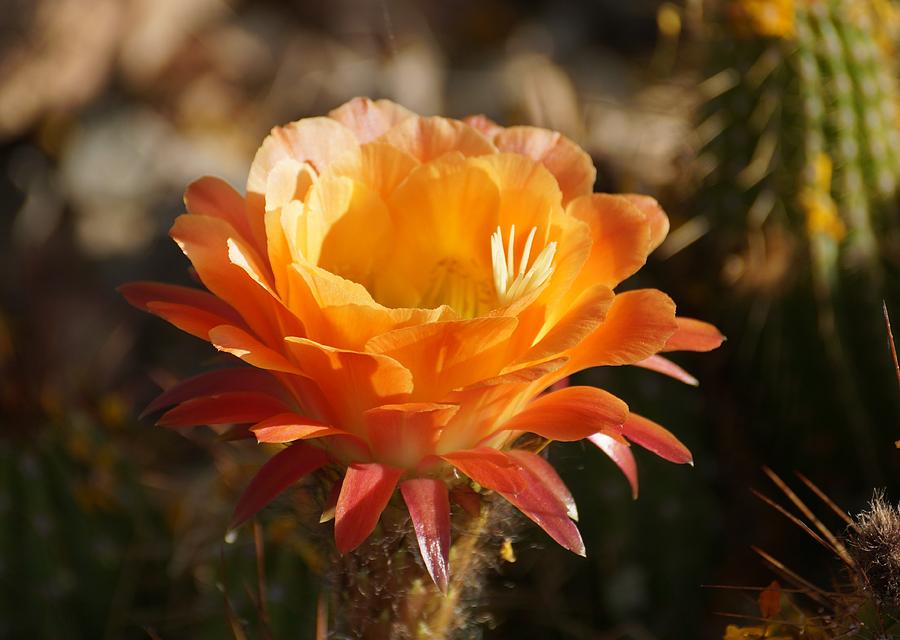 Torch Cactus Photograph by Dennis Boyd - Fine Art America
