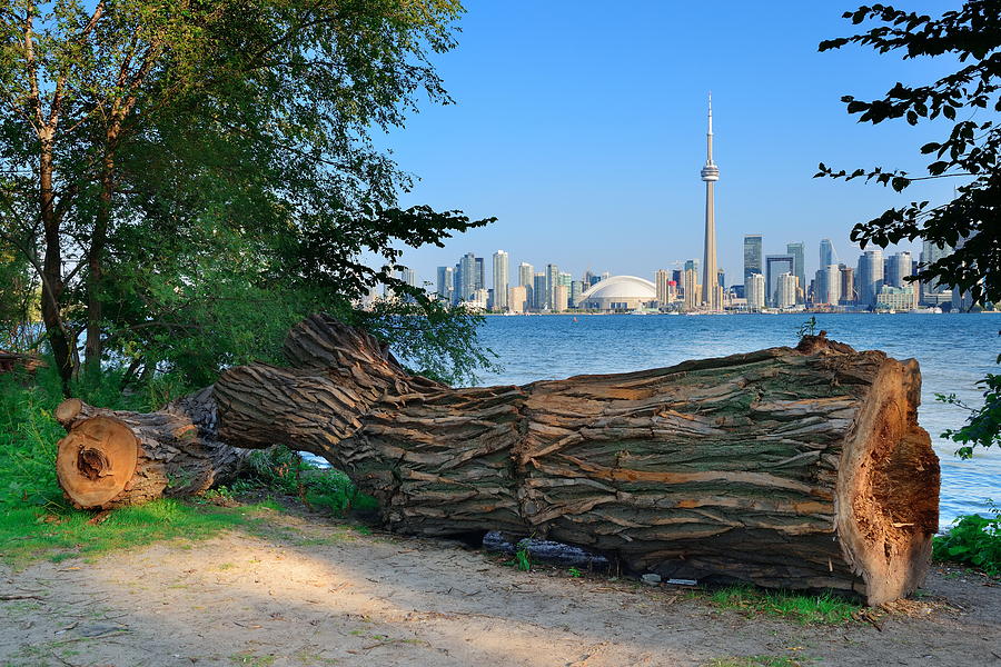 Toronto skyline from park #1 Photograph by Songquan Deng