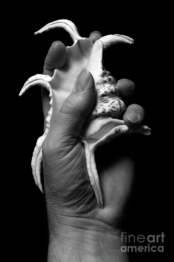 Touch Series - shells #1 Photograph by Nicholas Burningham