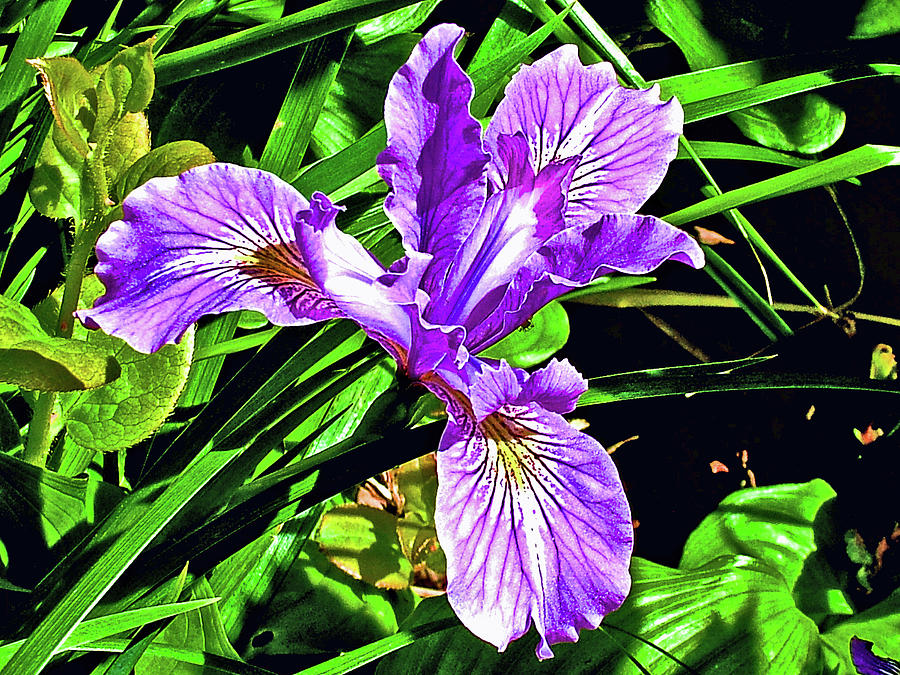 Tough-leaved Iris along Pacific Ocean on Cape Meares -Oregon #1 Photograph by Ruth Hager