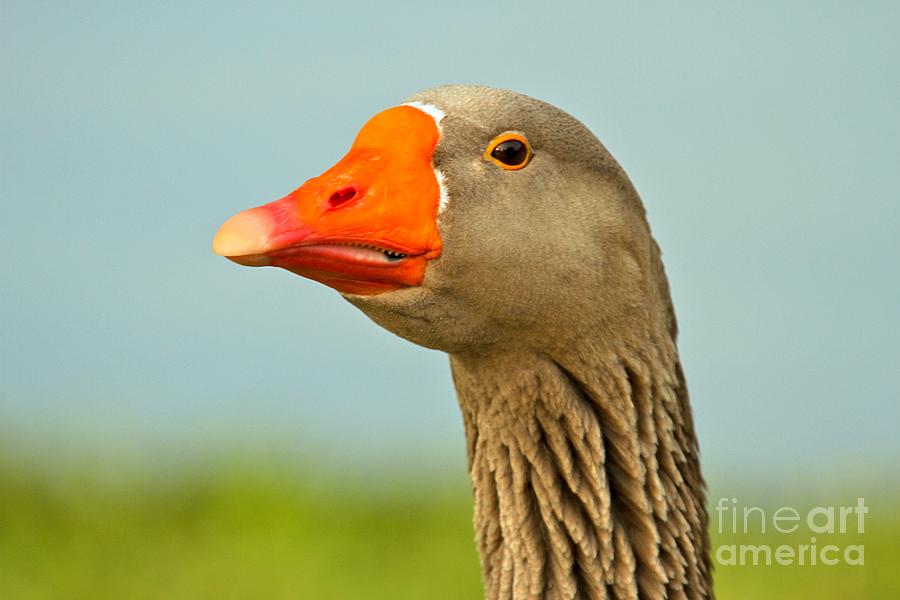 Toulouse Goose Close Up #1 Photograph by Adam Jewell