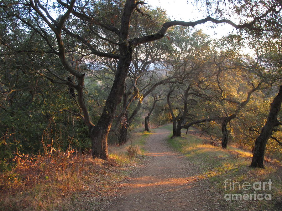 Nature Photograph - Trail at sunrise #1 by Suzanne Leonard