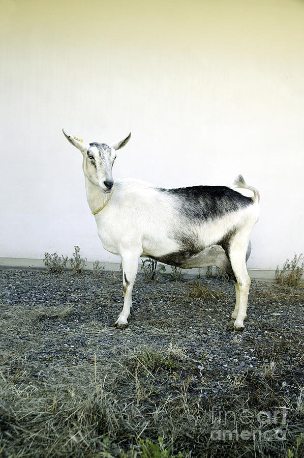Transgenic Goat #1 Photograph by Inga Spence