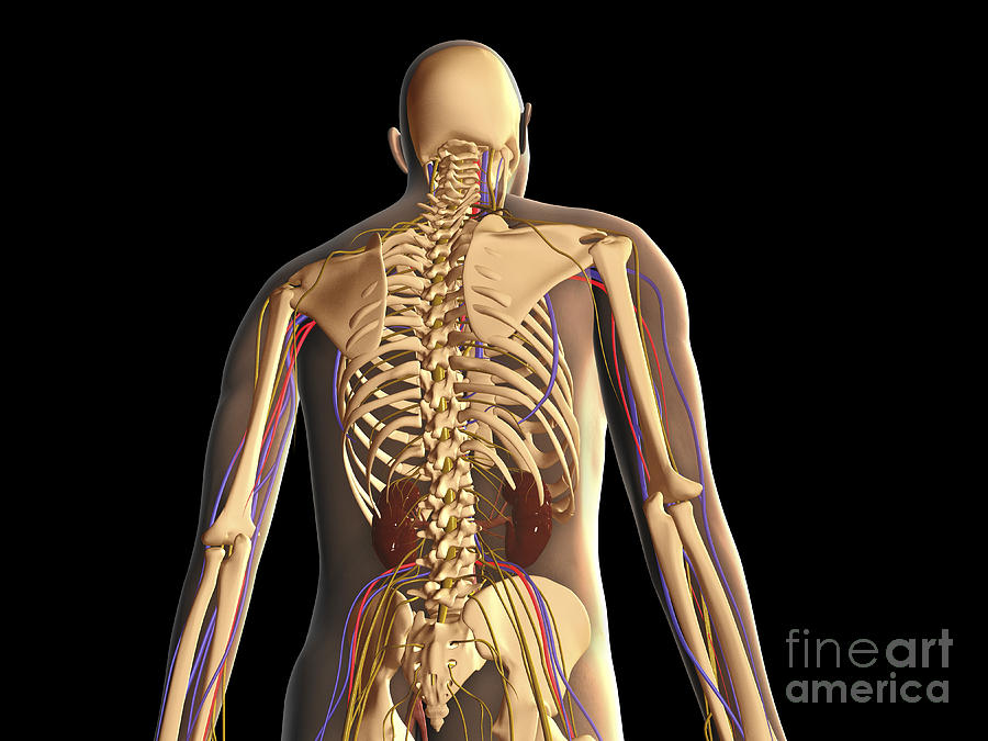 Anatomy Of Human Neck Zip Pouch by Stocktrek Images - Fine Art America