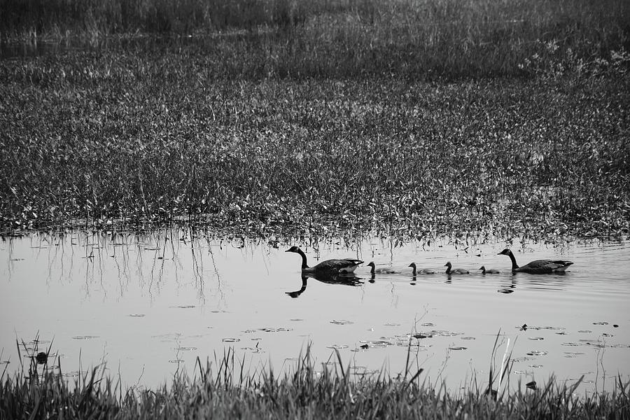 Traveling Through the Marsh by Jenny Regan Traveling Through the Marsh by Jenny Regan