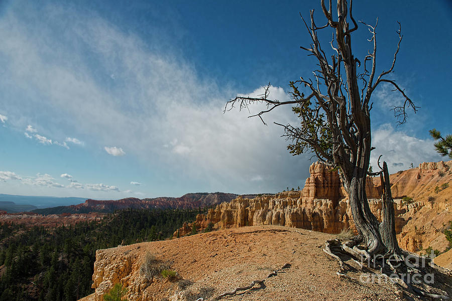 Tree at Bryce Canyon #1 Photograph by David Arment