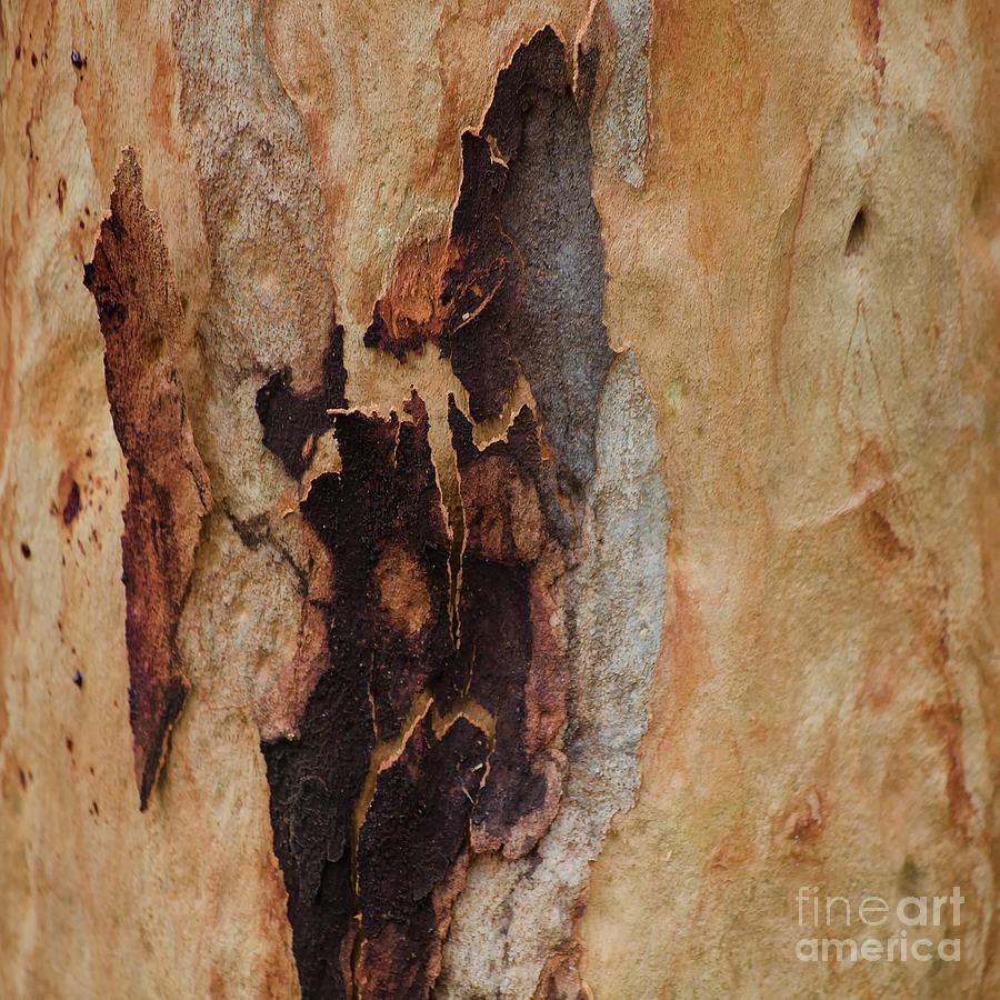 Tree Bark Collection # 44 Photograph by Philip Johnson - Fine Art America