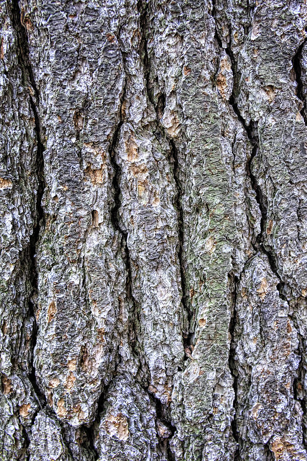 Tree Bark #1 Photograph by LeeAnn McLaneGoetz McLaneGoetzStudioLLCcom