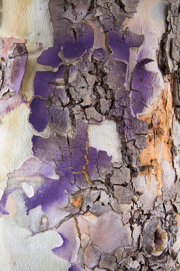Tree Photograph - Tree Bark Pattern #3 by Robert VanDerWal