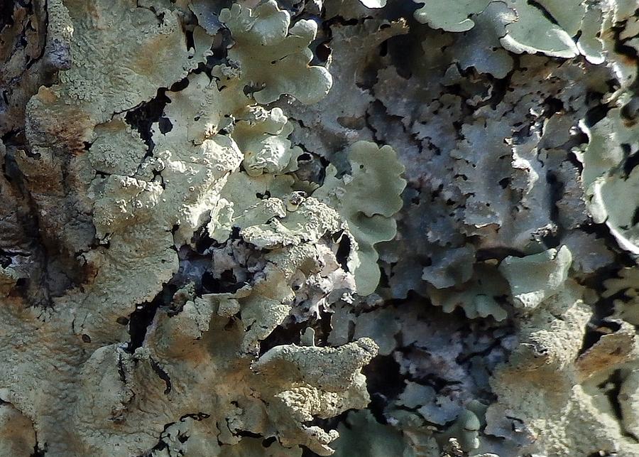Tree Bark With Lichen #1 Photograph by Wolfgang Schweizer