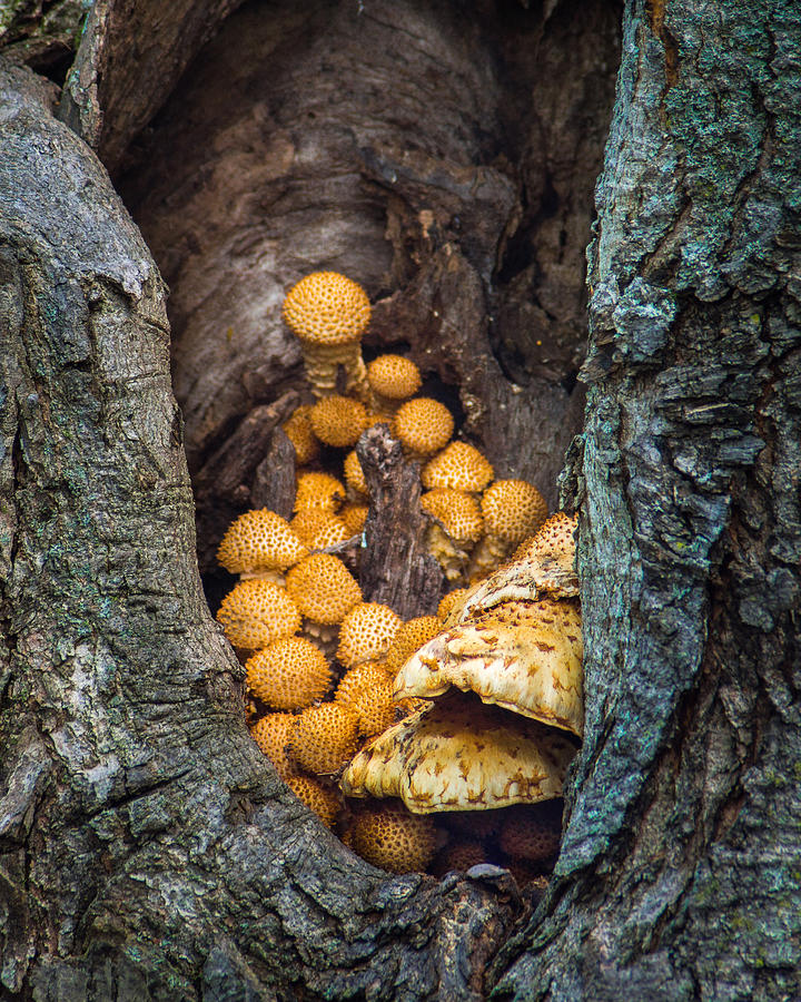 Tree Dwellers #1 Photograph by Bill Pevlor