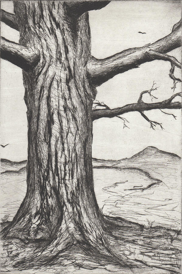 Tree Drawing by Erik Paul - Fine Art America