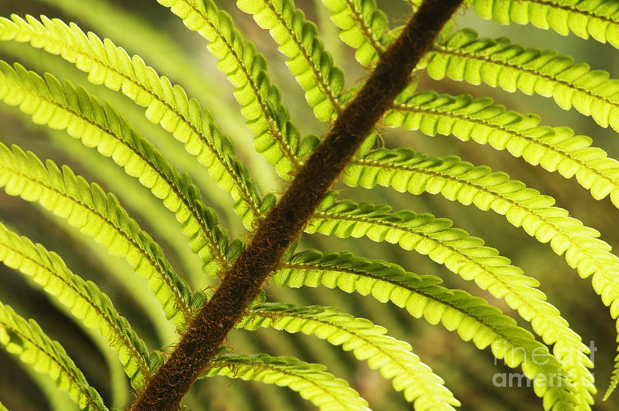 Tree Fern Frond #1 Photograph by Greg Vaughn - Printscapes