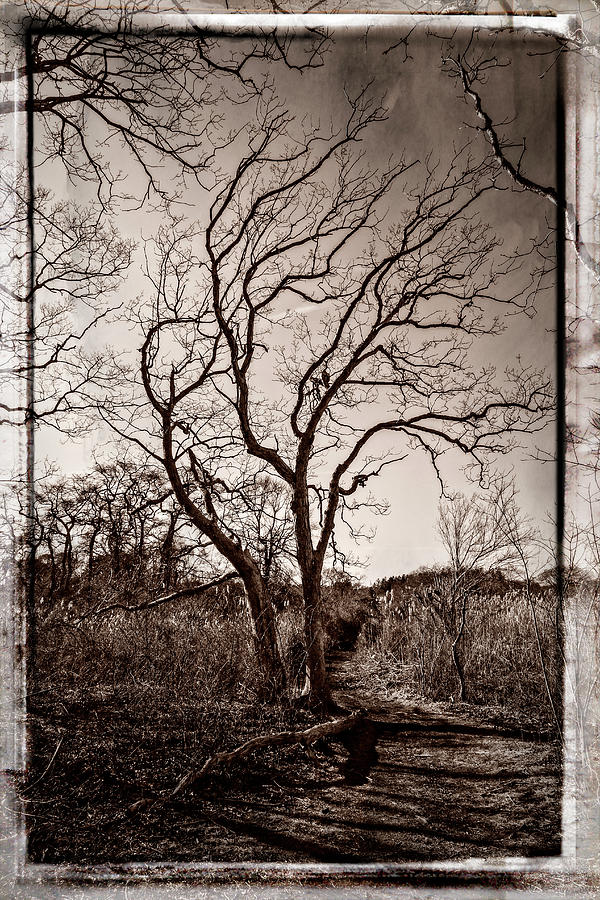 Tree #1 Photograph by Frank Winters