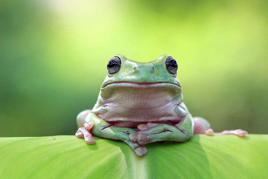 Tree frog sitting on leaf Photograph by Kurit Afsheen